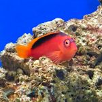 Neocirrhites armatus Feuer-Korallenwächter